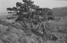  Pine tree near Abermad