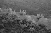  Ice on lakeside near Cwmsymlog mine