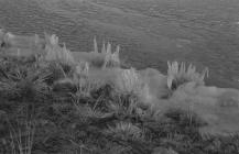  Ice on lakeside near Cwmsymlog mine