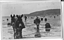 Donkeys on Ferrryside beach