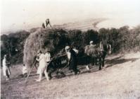 Carrying hay at pengamfa, Llanbedrog