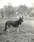 Dog on Pembroke Commons 1960s