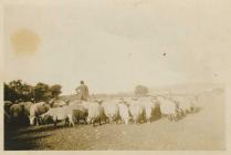 Tom Lloyd with a flock of sheep, Gilfach Dafydd...