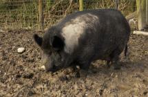 Photograph of pig at Castell Henllys Iron Age...