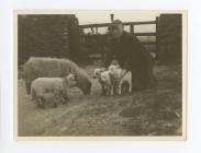 Lambing at Dolwen