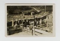 Dipping Sheep at Pentre Farm