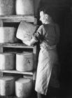 Turning finished cheeses at Llandyrnog Creamery