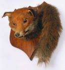 Fox's head: taxidermy [image 1 of 2]