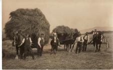 Photograph of haymaking 