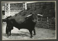 Welsh Black bull at Goodwick Railway Station