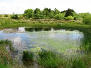 Butterfly pond