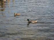 Mallard ducks paddling in a lake