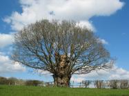 Pen y maes Oak