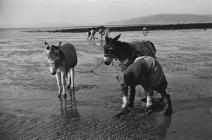 Cockle gathering on Llansaint beach