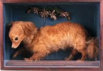 "Whiskey" the turnspit dog, 19th century