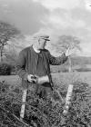 W. E. Parry curving hedges at Braichceuant,...