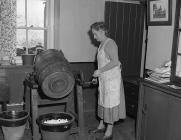 Churning butter, 31 March 1955