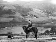 A man on horseback at Pantclwyde, 1955