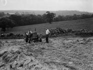 A Gower potato farm, 1 July 1951