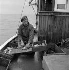 Lobster fishing at Aber-soch, 5 July 1956