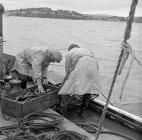 Lobster fishing at Aber-soch, 5 July 1956