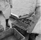 Lobster fishing at Aber-soch, 5 July 1956