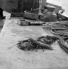 Lobster fishing at Aber-soch, 5 July 1956