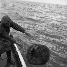 Lobster fishing at Aber-soch, 5 July 1956