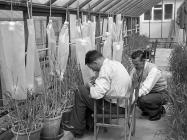 The Welsh Plant Breeding Station, Plas...