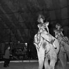 Elephants performing at the Robert Bros. Circus...
