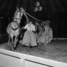 Horses performing at the Robert Bros. Circus at...