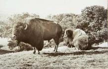 Buffalo grazing on the Faenol estate, Y...