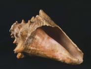 Cragen Beca: Conch shell associated with the...