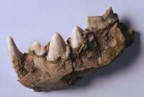 Fossilised hyena jaw from Coygan Cave, Laugharne