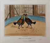 Cockfighting Prints: Plate 4, 'Fast Locked...