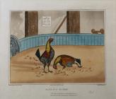 Cockfighting Prints: Plate 6, 'Victory'