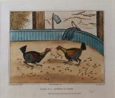 Cockfighting Prints: Plate 2, 'Getting to...