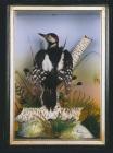 Great spotted woodpecker: taxidermy by J....