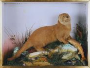 Otter and trout: taxidermy by J. Hutchings,...