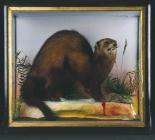 Polecat: taxidermy (possibly by J. Hutchings of...