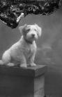 Portrait photograph of a small dog, c.193?-??-?...