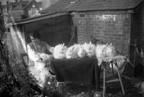 Photograph of Ms? Thomas and her rabbits,...