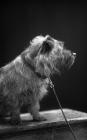 Portrait photograph of a dog, c193?-??-??,...