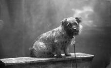 Portrait photograph of  a dog, c193?-??-??,...