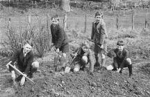 Schoolboys learning gardening skills, 1939