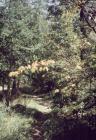 Llangollen. Footpath