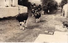 Cattle on their way to the byre for milking,...