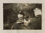Beekeeping in Llanfihangel-ar-Arth