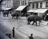 Circus elephants parading through Carmarthen in...