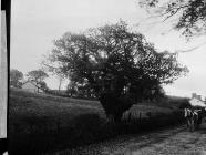 Oak at Llwynrhydowen, where Davis Castellhywel...